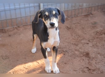 Leon, Lino, Lefis und Lina suchen ab sofort ein Zuhause