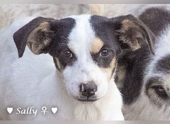 Winzige Sally sucht ein Zuhause