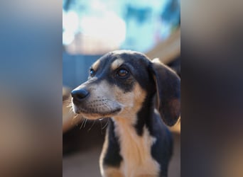 Leon, Lino, Lefis und Lina suchen ab sofort ein Zuhause