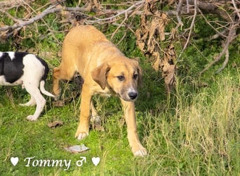 Zwei kleine Jungs   suchen ein Zuhause