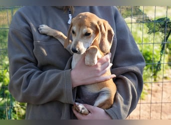 Leon, Lino, Lefis und Lina suchen ab sofort ein Zuhause