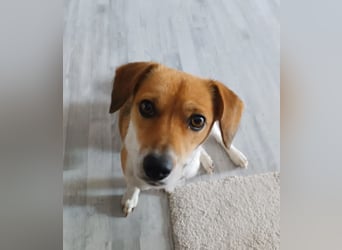 Finni sucht ein neues und liebevolles Zuhause ❤️