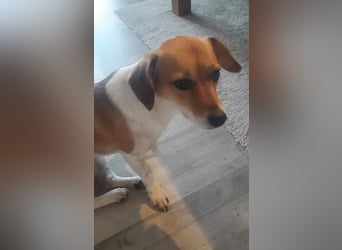 Finni sucht ein neues und liebevolles Zuhause ❤️