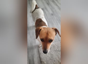 Finni sucht ein neues und liebevolles Zuhause ❤️