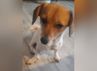 Finni sucht ein neues und liebevolles Zuhause ❤️