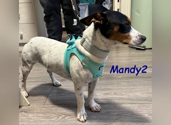 NOTFALL Mandy2 geb. 05/2024 (in Deutschland) - kleiner Jack Russel Terrier Mix Rüde!