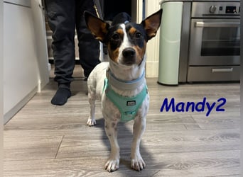 NOTFALL Mandy2 geb. 05/2024 (in Deutschland) - kleiner Jack Russel Terrier Mix Rüde!
