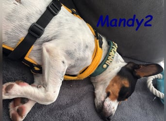 NOTFALL Mandy2 geb. 05/2024 (in Deutschland) - kleiner Jack Russel Terrier Mix Rüde!