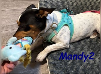 NOTFALL Mandy2 geb. 05/2024 (in Deutschland) - kleiner Jack Russel Terrier Mix Rüde!