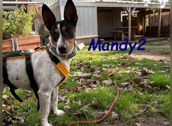 NOTFALL Mandy2 geb. 05/2024 (in Deutschland) - kleiner Jack Russel Terrier Mix Rüde!