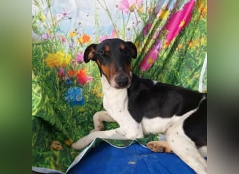 Fido kluger freundlicher Jack Russel Mix