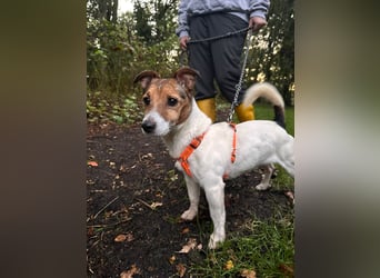 Herceg lebensfroger, kluger Jack Russelmischling geb.01.06.2020