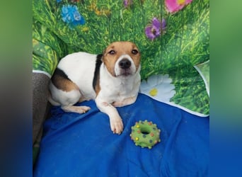 Herceg kluger, lebensfroher Jack Russell Mix