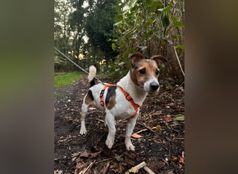 Herceg lebensfroger, kluger Jack Russelmischling geb.01.06.2020