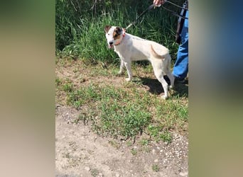 Charmanter Jack Russell/ Foxterrer Mix geb.2024