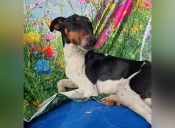 Fido kluger freundlicher Jack Russel Mix