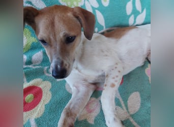 Szotyi, junger aufgeweckter Jack Russel Mix Rüde