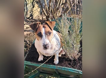 Jack Russell Terrier geb.2022