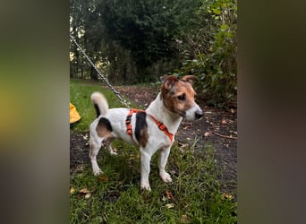 Herceg lebensfroger, kluger Jack Russelmischling geb.01.06.2020