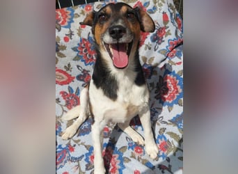 Fürge ein kluger witziger Jack Russell Mix