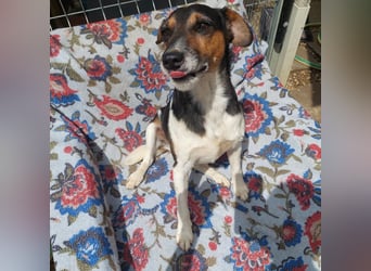 Fürge ein kluger witziger Jack Russell Mix