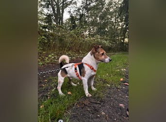 Herceg lebensfroger, kluger Jack Russelmischling geb.01.06.2020