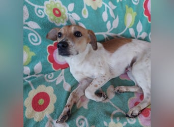 Szotyi, junger aufgeweckter Jack Russel Mix Rüde