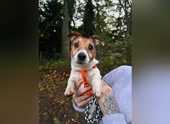 Herceg lebensfroger, kluger Jack Russelmischling geb.01.06.2020