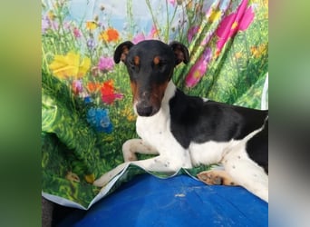 Fido kluger freundlicher Jack Russel Mix