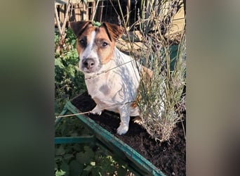 Jack Russell Terrier geb.2022
