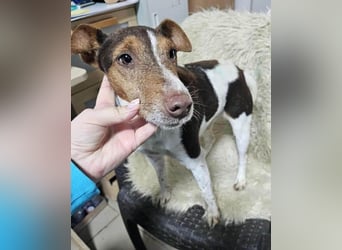 ♥ALBERTO♥ fröhlicher, aktiver, sehr anhänglicher und verschmuster kleiner Kerl 25-30 cm