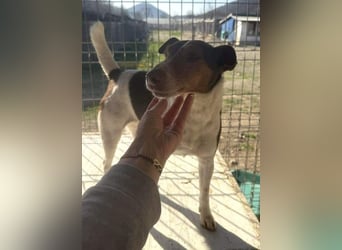 ♥ALBERTO♥ fröhlicher, aktiver, sehr anhänglicher und verschmuster kleiner Kerl 25-30 cm