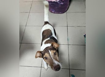 ♥ALBERTO♥ fröhlicher, aktiver, sehr anhänglicher und verschmuster kleiner Kerl 25-30 cm