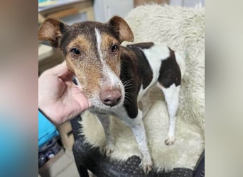 ♥ALBERTO♥ fröhlicher, aktiver, sehr anhänglicher und verschmuster kleiner Kerl 25-30 cm