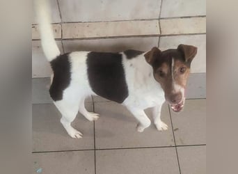 ♥ALBERTO♥ fröhlicher, aktiver, sehr anhänglicher und verschmuster kleiner Kerl 25-30 cm