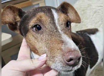 ♥ALBERTO♥ fröhlicher, aktiver, sehr anhänglicher und verschmuster kleiner Kerl 25-30 cm