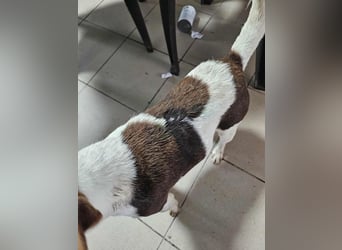 ♥ALBERTO♥ fröhlicher, aktiver, sehr anhänglicher und verschmuster kleiner Kerl 25-30 cm