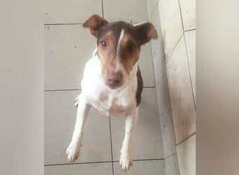 ♥ALBERTO♥ fröhlicher, aktiver, sehr anhänglicher und verschmuster kleiner Kerl 25-30 cm