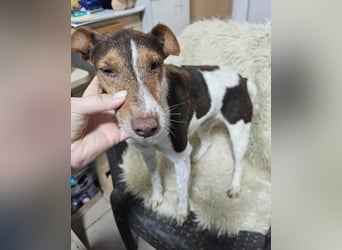 ♥ALBERTO♥ fröhlicher, aktiver, sehr anhänglicher und verschmuster kleiner Kerl 25-30 cm