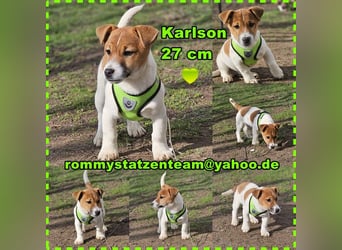Karslson ist ein aufgeweckter Hundejunge