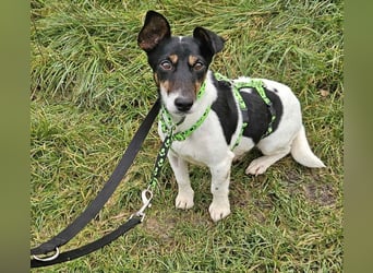 Marcella ist sportlich und schlau (61184 Karben)