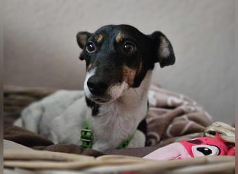 Marcella ist sportlich und schlau (61184 Karben)