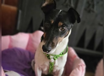 Marcella ist sportlich und schlau (61184 Karben)