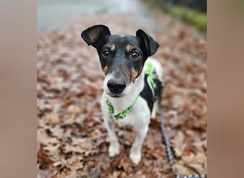 Marcella ist sportlich und schlau (61184 Karben)