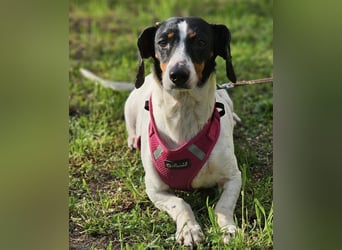 Marti ist agil und gelehrig