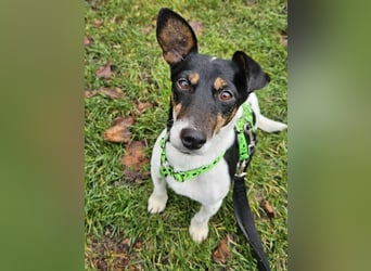 Marcella ist sportlich und schlau (61184 Karben)