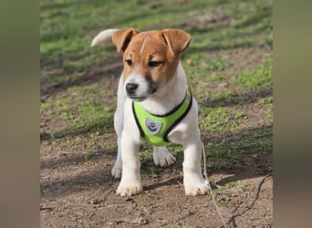 Karslson ist ein aufgeweckter Hundejunge