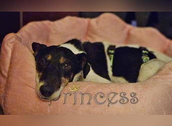 Marcella ist sportlich und schlau (61184 Karben)