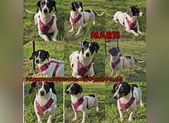 Marti ist agil und gelehrig