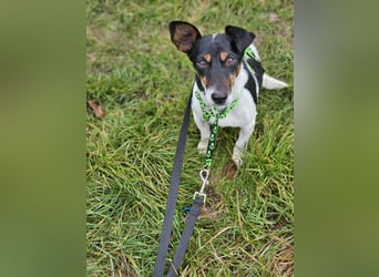 Marcella ist sportlich und schlau (61184 Karben)